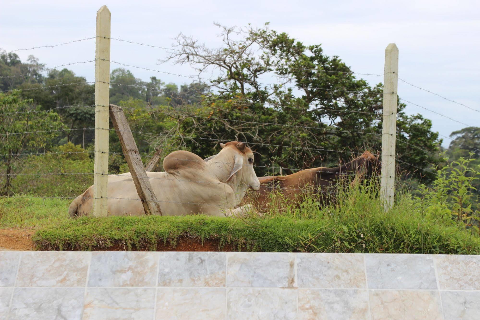 Eden Tica Lodge Uvita Ngoại thất bức ảnh
